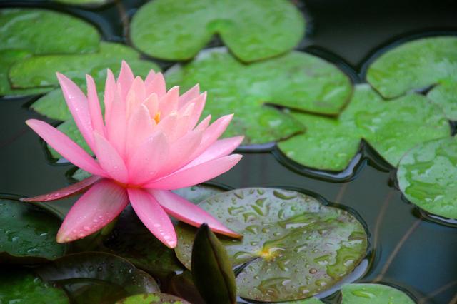 能处理污水的睡莲