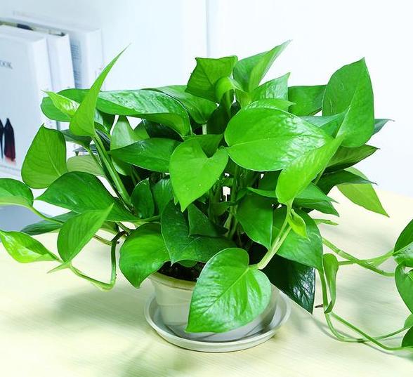 春天养这3款花草，做到多修剪，植株方能越长越旺盛，易爆盆