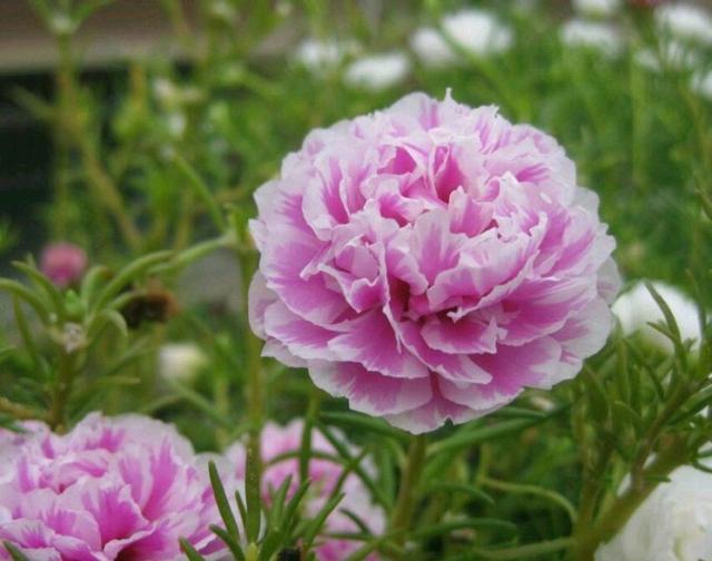 懒人爱花就养一盆太阳花，花开四季持续300天，1盆可以变100盆