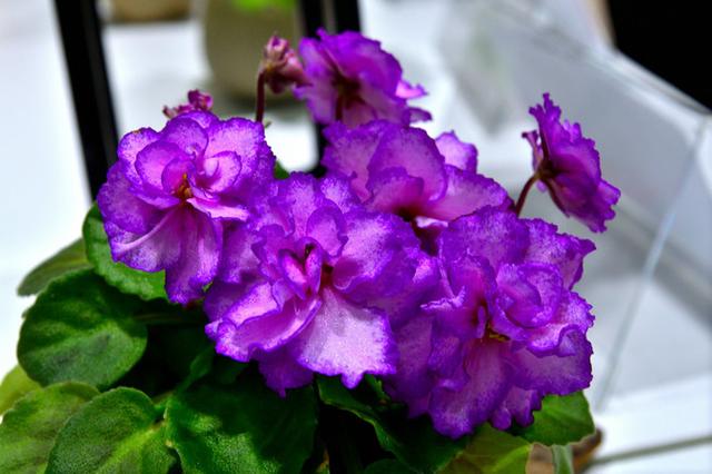 “美丽、真爱永久远！”室内花卉皇后——非洲紫罗兰的养护要点