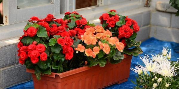 养花总能养死，几个养花问题要注意，不然真的就是“养花杀手”