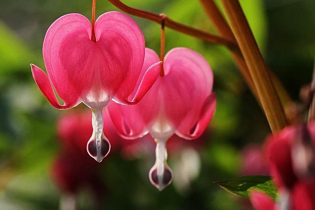 花中之王的另外一面