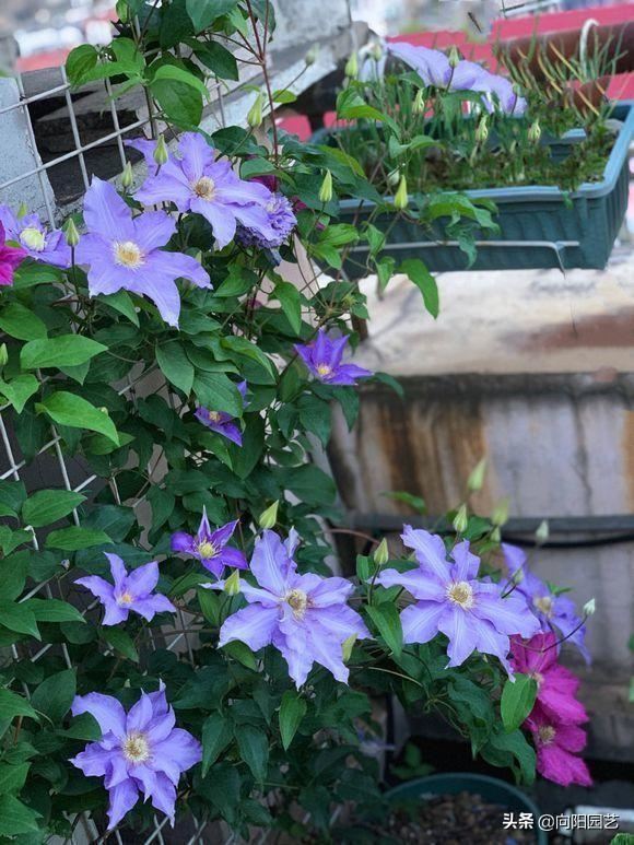 早春适合养铁线莲，4个“实用”小技巧，促花芽，夏天开成花墙