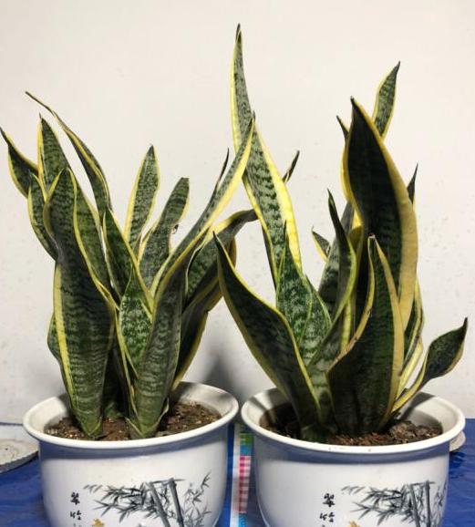 春天养这3款花草，做到多修剪，植株方能越长越旺盛，易爆盆
