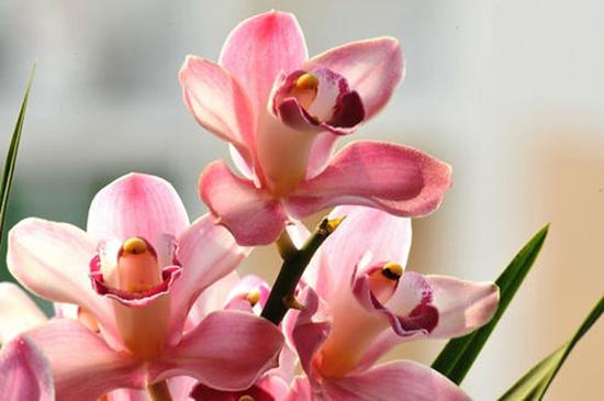 养些好养的兰花，叶子径直开花成串，放在客厅最显眼