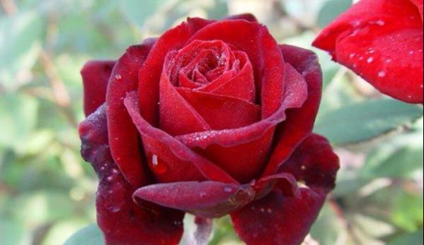 月季朱墨双辉花色墨红香味特殊浓郁醉人是上等的香料原料