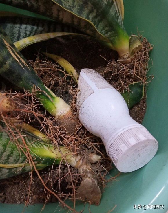 春季养虎皮兰，换土，施肥不可少，撒点“羊屎蛋”，蹿20公分