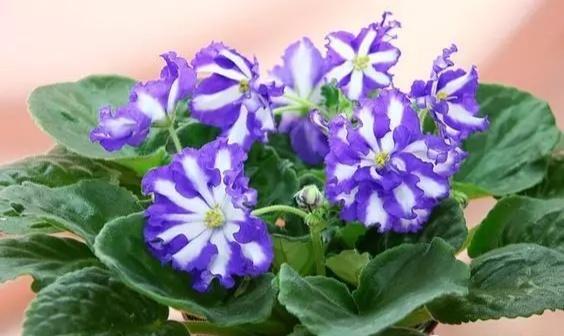 “美丽、真爱永久远！”室内花卉皇后——非洲紫罗兰的养护要点