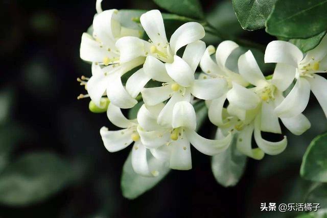 春天养花种花，七里香开花浓郁，枝叶优美，在家养一盆常年飘香