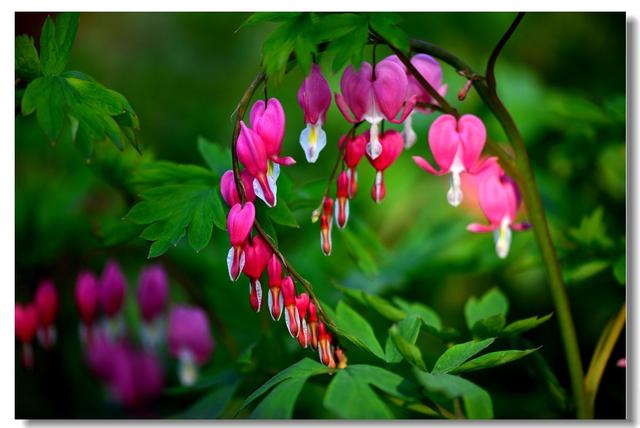 花中之王的另外一面