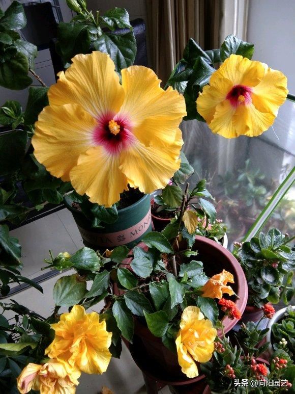 扶桑花养成盆景,全年都开花,花瓣像“风车”,越看越喜欢 扶桑花养成盆景,全年都开花,花瓣像“风车”,越看越喜欢