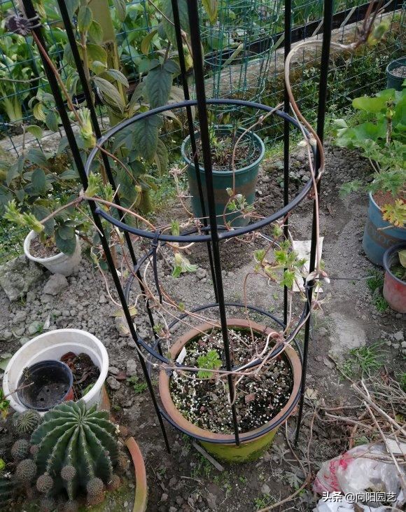 早春适合养铁线莲，4个“实用”小技巧，促花芽，夏天开成花墙