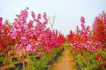 白兰地海棠～一种让人惊艳的海棠花