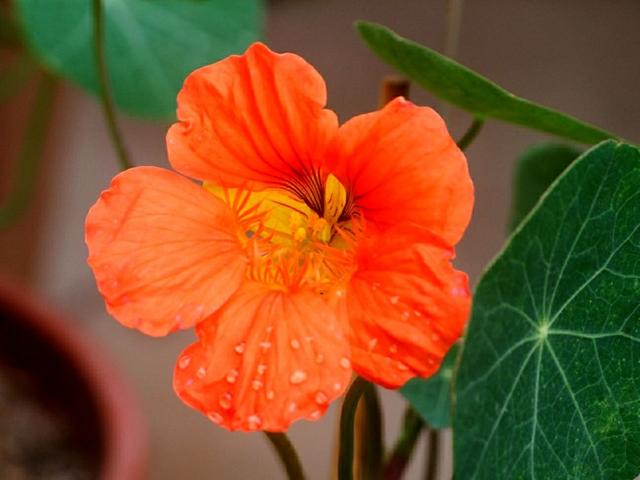 花色灿烂的旱金莲，叶子像铜钱草，想要养好得注意这“7点”