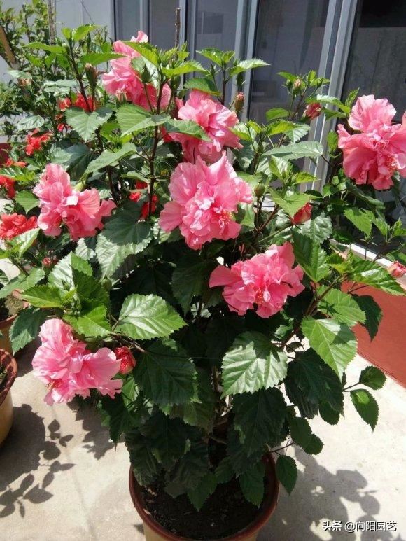 扶桑花养成盆景,全年都开花,花瓣像“风车”,越看越喜欢 扶桑花养成盆景,全年都开花,花瓣像“风车”,越看越喜欢