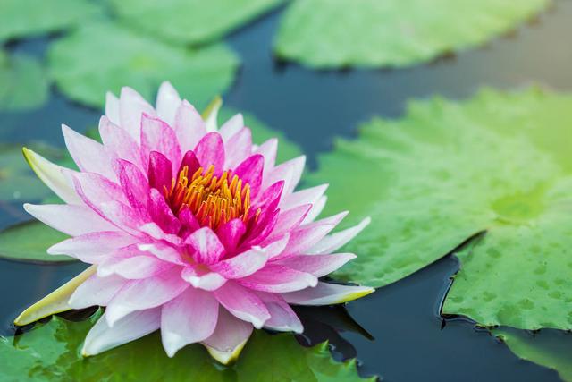 能处理污水的睡莲