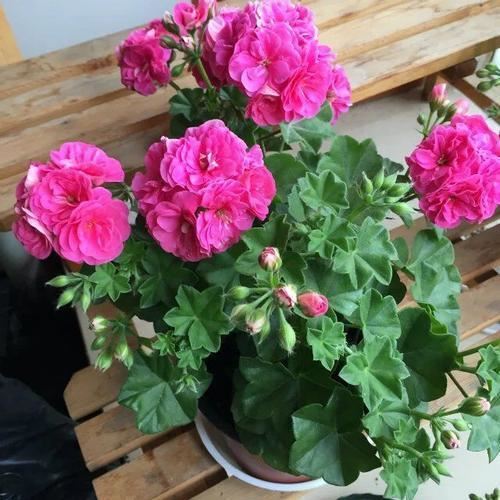 开春变暖要扦插，这2种花沾水冒根，养在家里赏心悦目