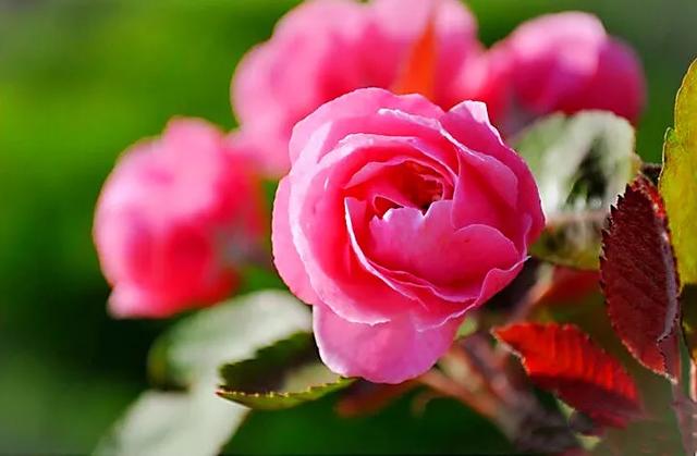 白兰地海棠～一种让人惊艳的海棠花