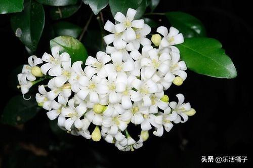 春天养花种花，七里香开花浓郁，枝叶优美，在家养一盆常年飘香
