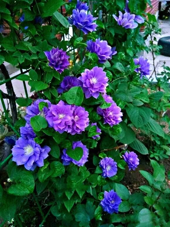 重瓣铁线莲~茎如铁线,花开如莲 重瓣铁线莲~茎如铁线,花开如莲