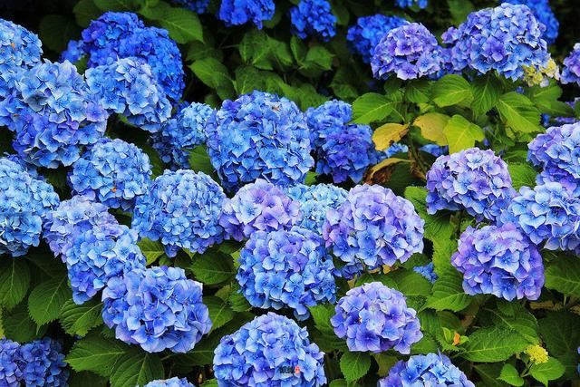 养绣球花要靠“经验”，学会施肥“小秘诀”，蹿芽快开花多
