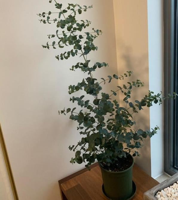 如何养殖尤加利盆栽"显气质"？多注意4个问题，不开花也耐看