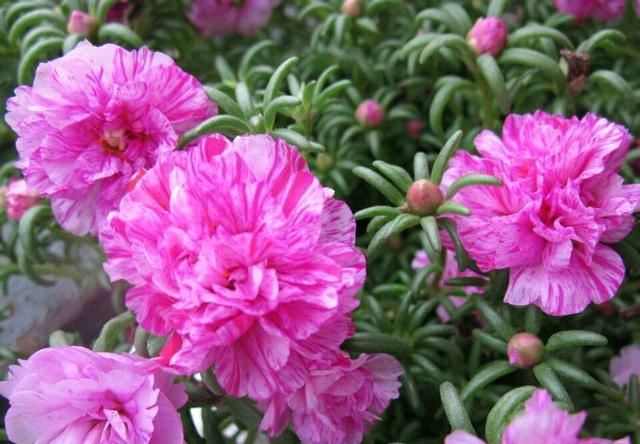 懒人爱花就养一盆太阳花，花开四季持续300天，1盆可以变100盆