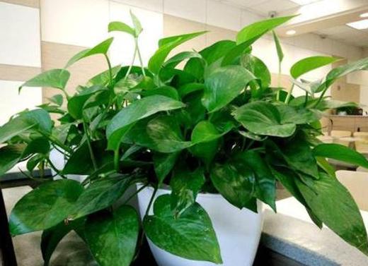 春天养这3款花草，做到多修剪，植株方能越长越旺盛，易爆盆