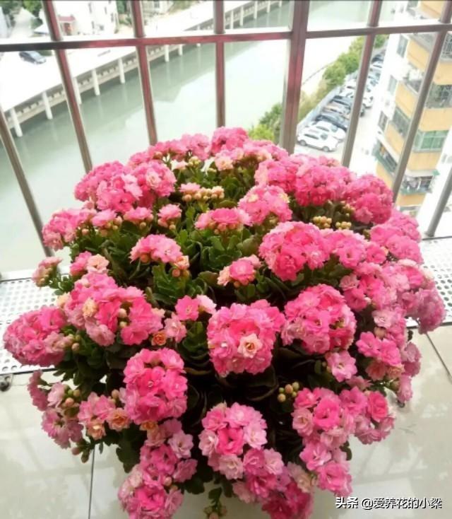 长寿花老桩开花量少？方法对了，开花爆盆更加容易