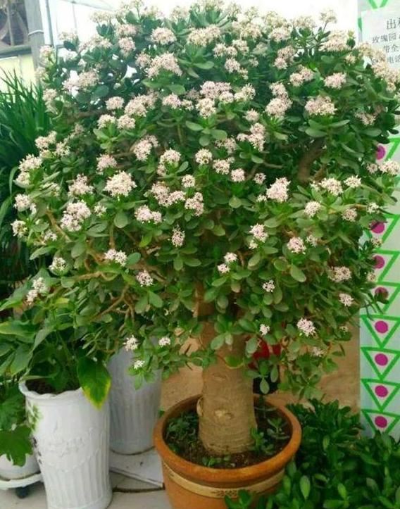 新手养花难度大怎么办？不如居家盆栽这4种，忘记浇水也没关系