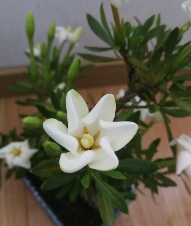想让栀子花开花爆盆，得做好这三点，做好了轻松就能开爆盆
