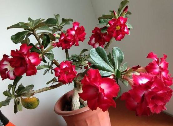 新手养花难度大怎么办？不如居家盆栽这4种，忘记浇水也没关系