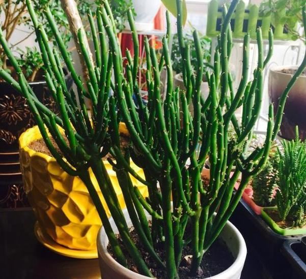 新手养花难度大怎么办？不如居家盆栽这4种，忘记浇水也没关系