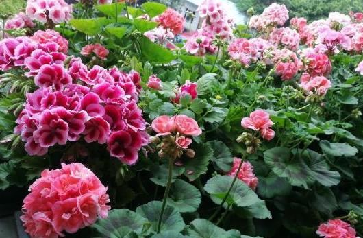 新手养花难度大怎么办？不如居家盆栽这4种，忘记浇水也没关系