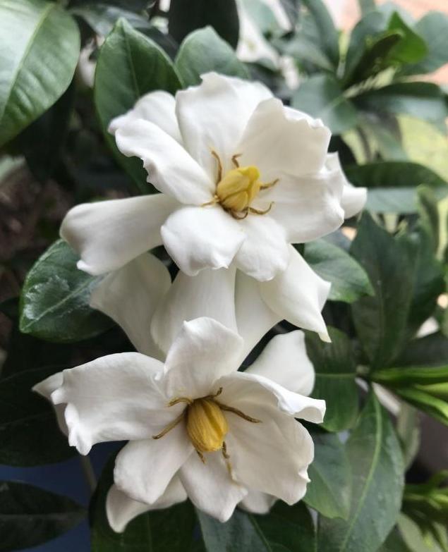 想让栀子花开花爆盆，得做好这三点，做好了轻松就能开爆盆