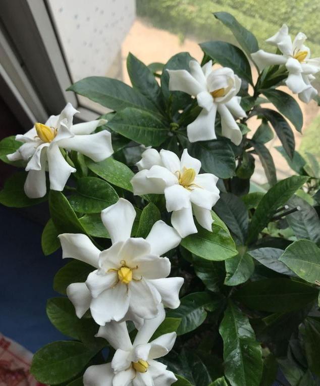 想让栀子花开花爆盆，得做好这三点，做好了轻松就能开爆盆