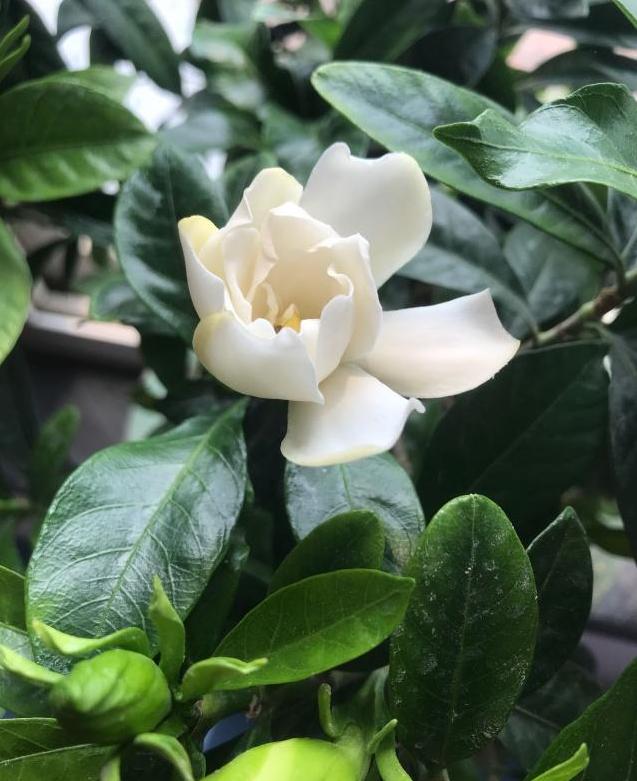 想让栀子花开花爆盆，得做好这三点，做好了轻松就能开爆盆