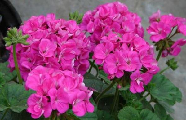 天竺葵开败了，还有“种子”要留好，找个时机种出一盆花