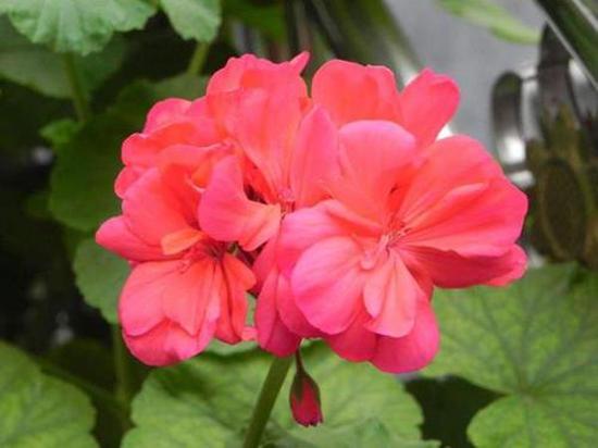 天竺葵开败了，还有“种子”要留好，找个时机种出一盆花