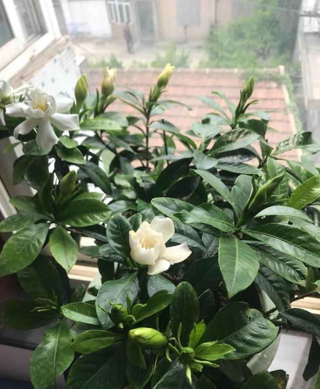 想让栀子花开花爆盆，得做好这三点，做好了轻松就能开爆盆