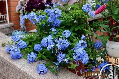 春天扦插花卉选它，枝叶丢土里就能活，生根快开花多，值得拥有！