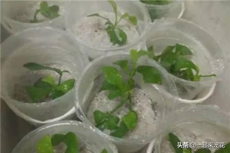 春天扦插花卉选它，枝叶丢土里就能活，生根快开花多，值得拥有！