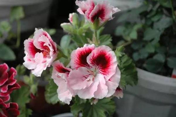 天竺葵开败了，还有“种子”要留好，找个时机种出一盆花