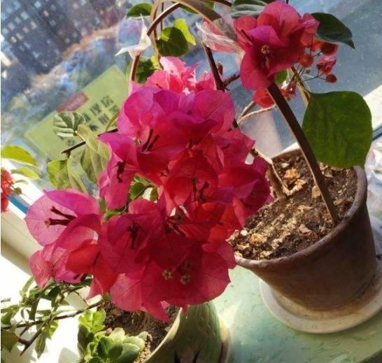 花败后或轻修或重剪，剪掉残花留花枝，一月后还能再开花