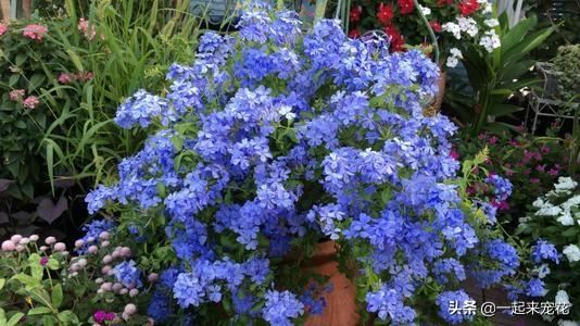 春天扦插花卉选它，枝叶丢土里就能活，生根快开花多，值得拥有！