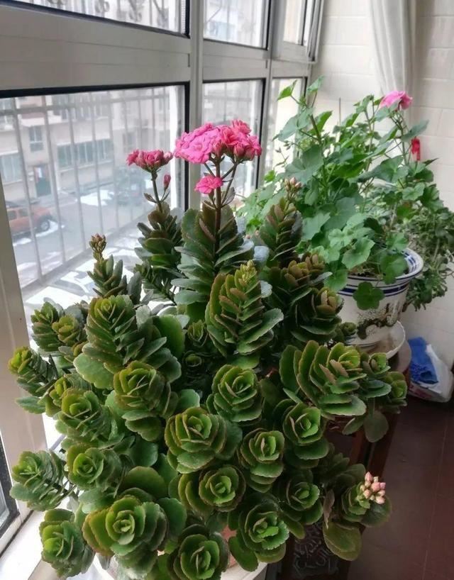 多年的长寿老桩开花慢吞吞，等了一整年，就开一朵，啥招都不管用