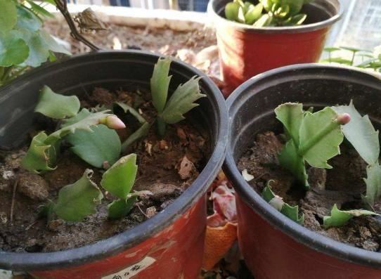 花败后或轻修或重剪，剪掉残花留花枝，一月后还能再开花