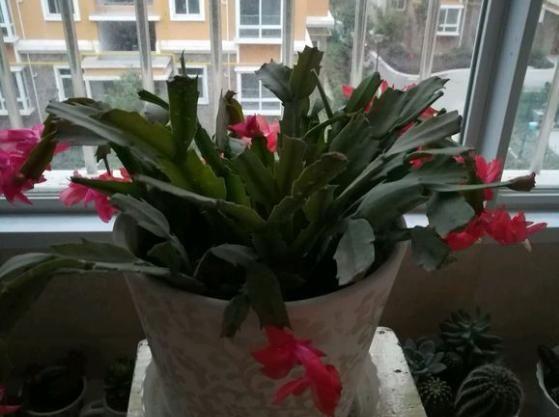 花败后或轻修或重剪，剪掉残花留花枝，一月后还能再开花