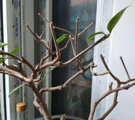 花败后或轻修或重剪，剪掉残花留花枝，一月后还能再开花