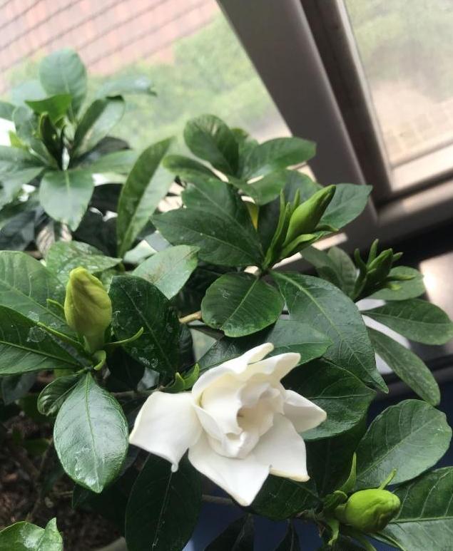 想让栀子花开花爆盆，得做好这三点，做好了轻松就能开爆盆